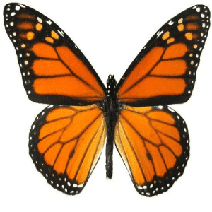 Arquétipo da Borboleta – Tudo o que você precisa saber