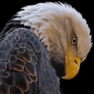 Arquétipo da Águia – Visão, Liderança e Independência.