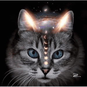 Arquétipo do Gato – Leveza, Intuição, Liberdade e Elegância