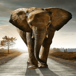 Arquétipo do Elefante: Sabedoria, Inteligência e Memória