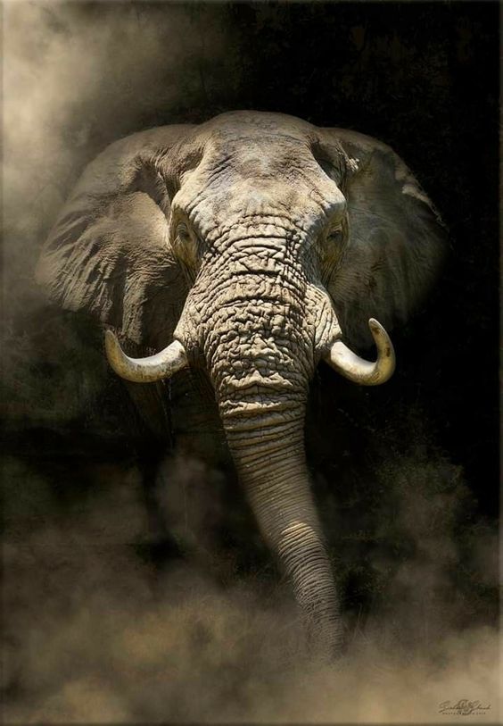 Arquétipo do Elefante