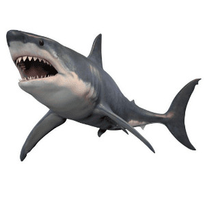 Arquétipo do Tubarão