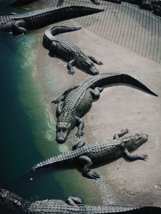Arquétipo do crocodilo