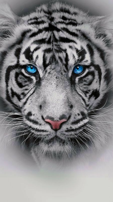 Arquétipo tigre branco
