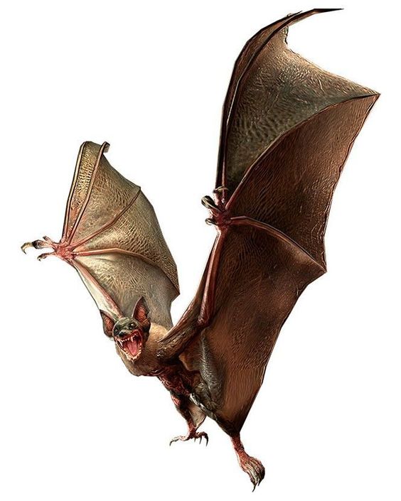 Arquétipo do Morcego