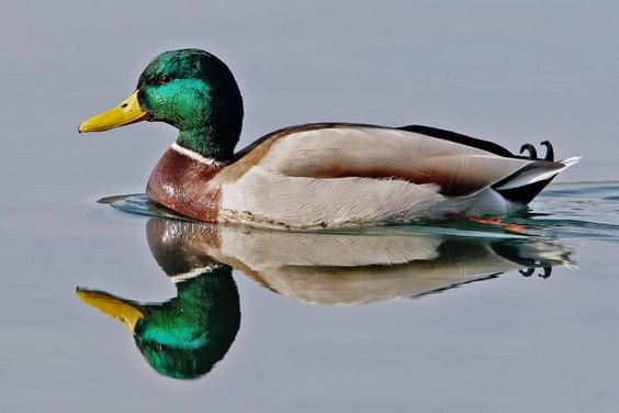 Arquétipo do Pato